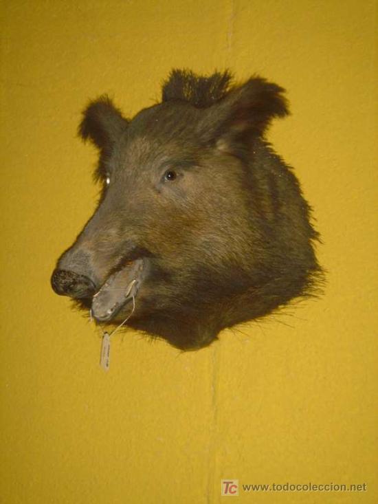 Antig&uuml;edades: CABEZA DE JAVAL&Iacute; REF.462 - Foto 2