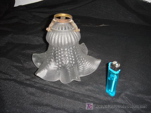 Oggetti Antichi: tulipa antigua