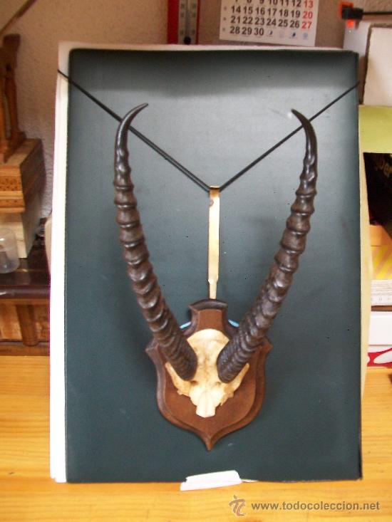 Antig&uuml;edades: Cornamenta de ANTILOPE en soporte frances. - Foto 5