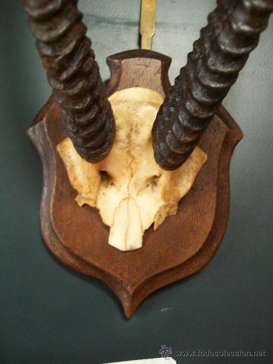 Antig&uuml;edades: Cornamenta de ANTILOPE en soporte frances. - Foto 4