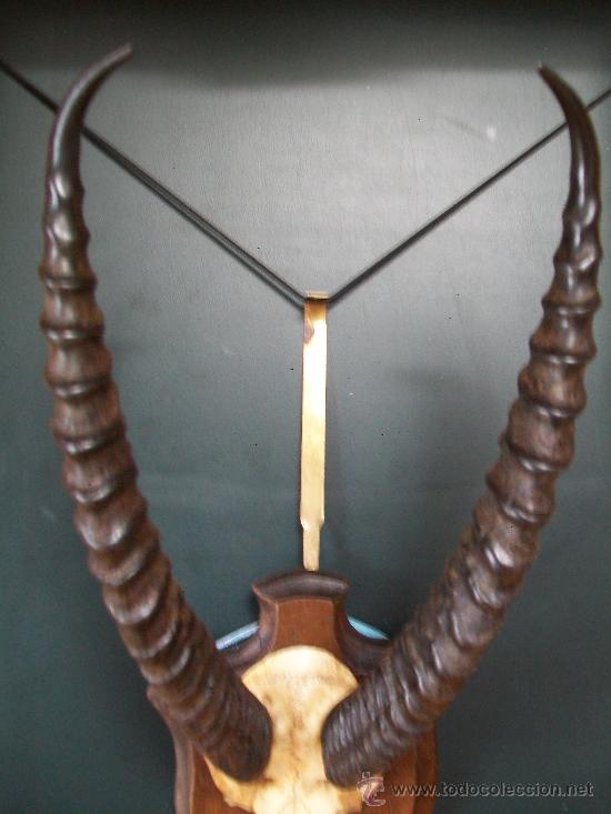 Antig&uuml;edades: Cornamenta de ANTILOPE en soporte frances. - Foto 3