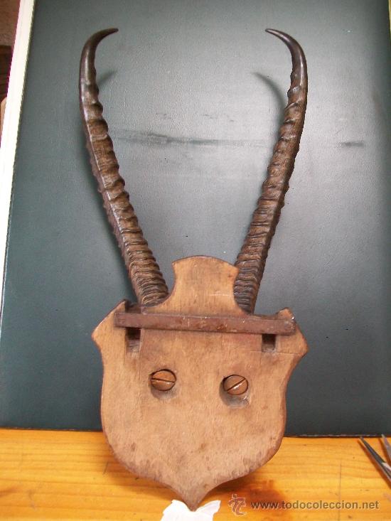 Antig&uuml;edades: Cornamenta de ANTILOPE en soporte frances. - Foto 2