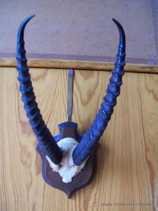 Antig&uuml;edades: Cornamenta de ANTILOPE en soporte frances. - Foto 1