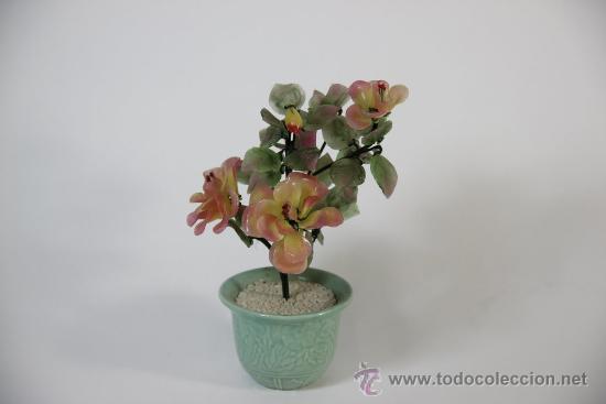 Comprar Arbol De Jade Online