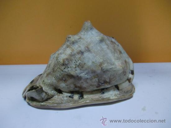 Antig&uuml;edades: Concha de mar - Foto 3