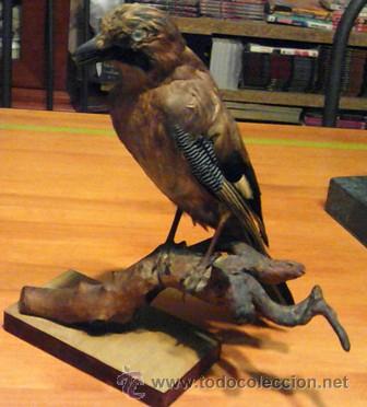Antig&uuml;edades: Taxidermia Ave - Foto 1