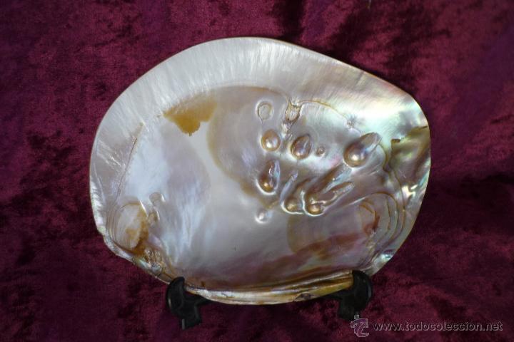 Antiquit&eacute;s: CONCHA CON PERLAS NATURALES CON SOPORTE. MEDIDAS 16X12. GASTOS DE ENVIO 6&euro;.