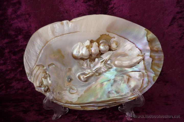 Antiquit&eacute;s: CONCHA CON PERLAS NATURALES CON SOPORTE.  MEDIDAS:14,5 X 10CM.  N&ordm;5