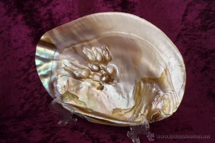 Antiquit&eacute;s: CONCHA CON SOPORTE CON PERLA NATURALES.MEDIDAS:15.,5 X11,5. GASTOS DE ENVIO 7&euro;