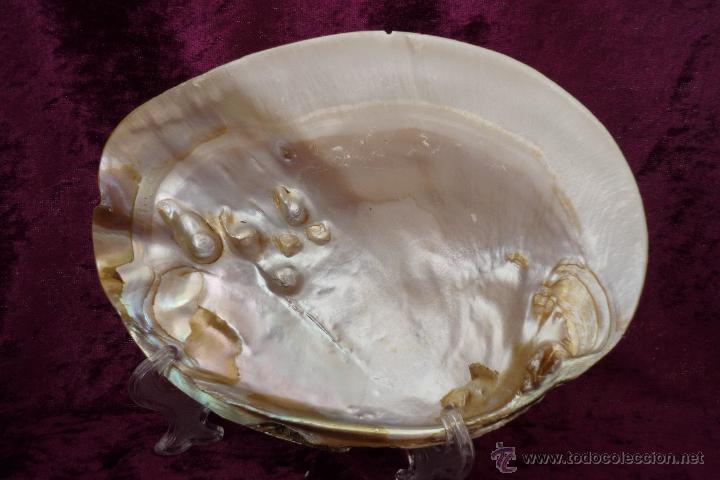 Antiquit&eacute;s: CONCHA CON SOPORTE CON PERLA NATURALES.MEDIDAS:16 X12CM GASTOS DE ENVIO 7&euro;