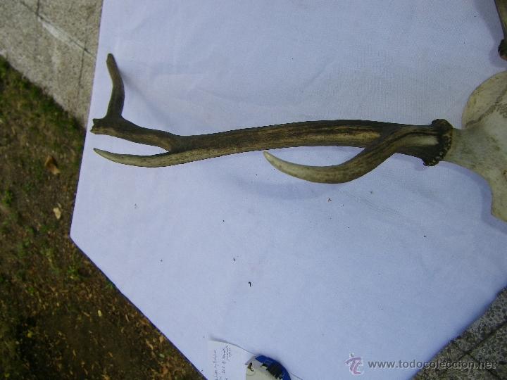 Antig&uuml;edades: DEFENSA DE CIERVO AUTENTICA - Foto 3