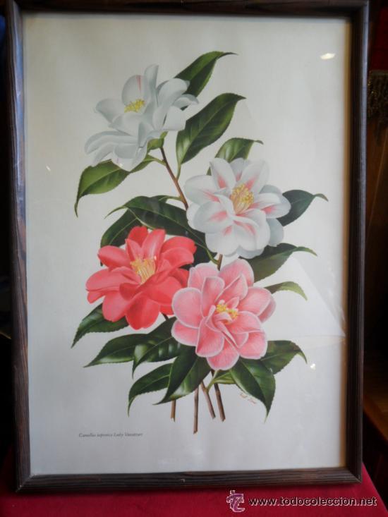 Antig&uuml;edades: CUADRO CON L&Aacute;MINA DE FLORES ENMARCADA Y MARCO DE MADERA - Foto 2