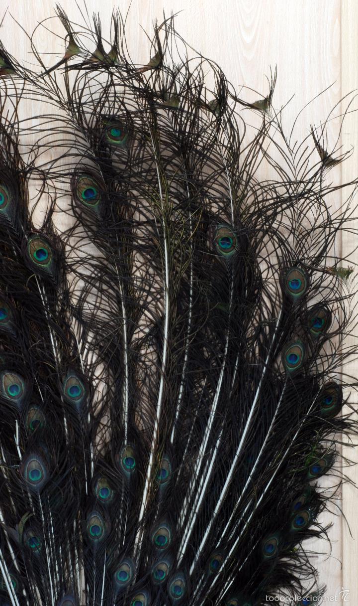 Antig&uuml;edades: Plumas cola pavo real en base madera - Foto 3