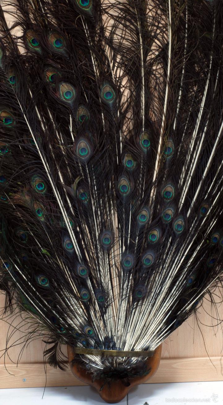 Antig&uuml;edades: Plumas cola pavo real en base madera - Foto 4