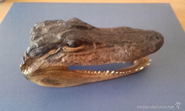 cabeza de cocodrilo disecada - taxidermia autén - Compra venta en  todocoleccion