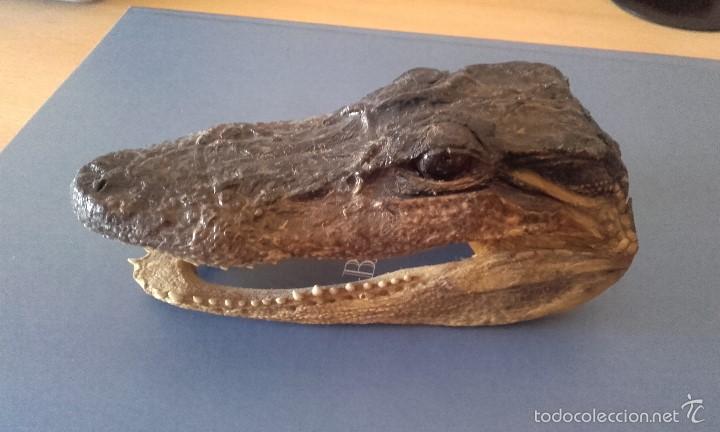 cabeza de cocodrilo disecada - taxidermia autén - Compra venta en  todocoleccion