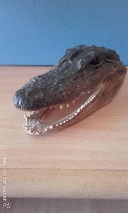 cabeza de cocodrilo disecada - taxidermia autén - Compra venta en  todocoleccion