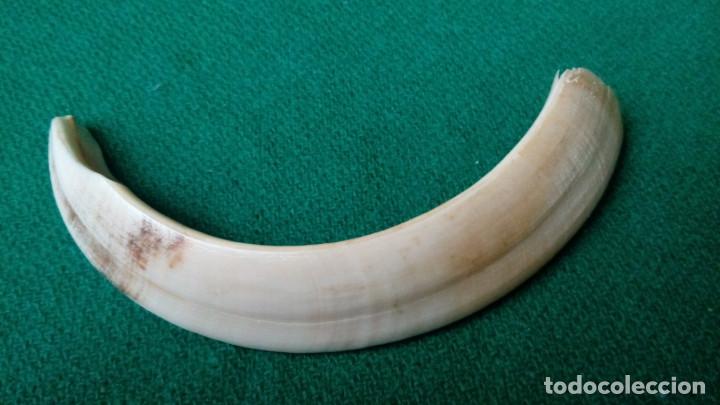 Antig&uuml;edades: COLMILLO AUTENTICO DE JABALI 11,5 cm. - Foto 1