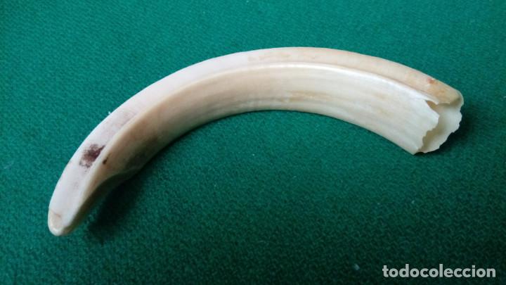 Antig&uuml;edades: COLMILLO AUTENTICO DE JABALI 11,5 cm. - Foto 3
