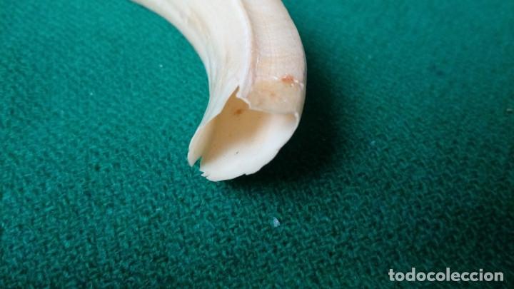 Antig&uuml;edades: COLMILLO AUTENTICO DE JABALI 11,5 cm. - Foto 4