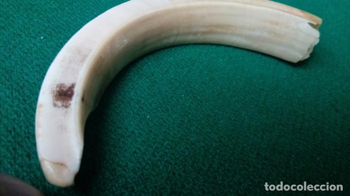 Antig&uuml;edades: COLMILLO AUTENTICO DE JABALI 11,5 cm. - Foto 5