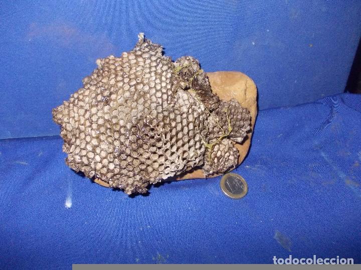 Antig&uuml;edades: panal de avispa en piedra - Foto 1