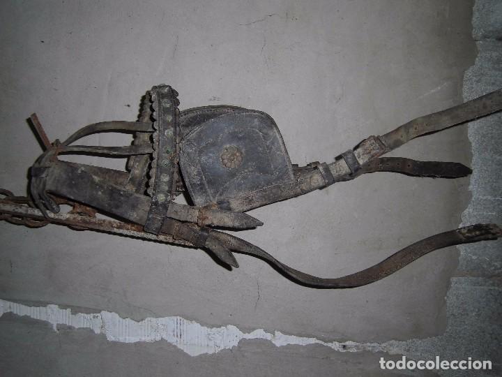Antig&uuml;edades: cabezada antigua para burro, etc. - Foto 1