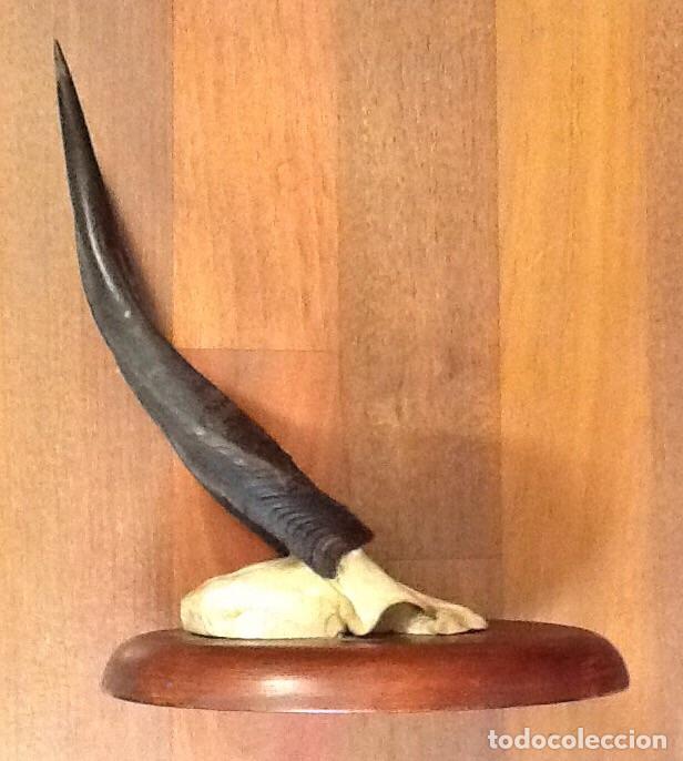 Antig&uuml;edades: Bushbuch / trofeo de caza / - Foto 3