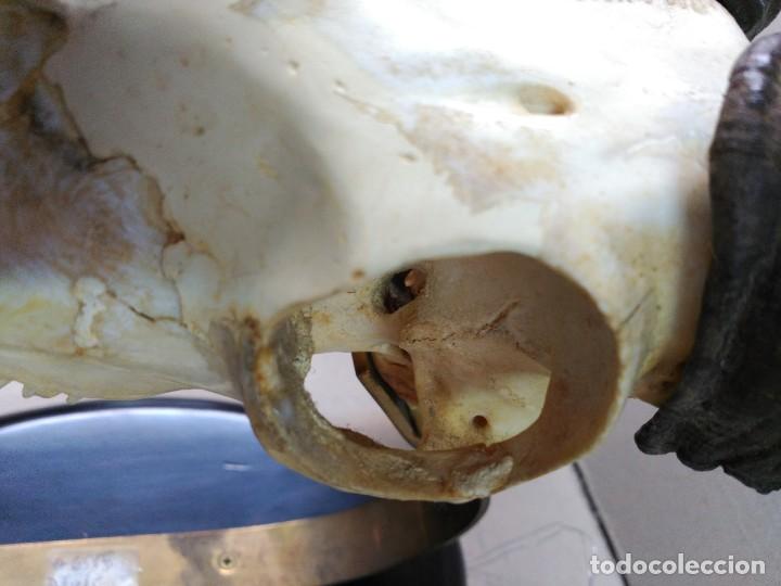 Antig&uuml;edades: CORNAMENTA DE MUFLON EN PEANA DE MADERA Y BRONCE - Foto 10