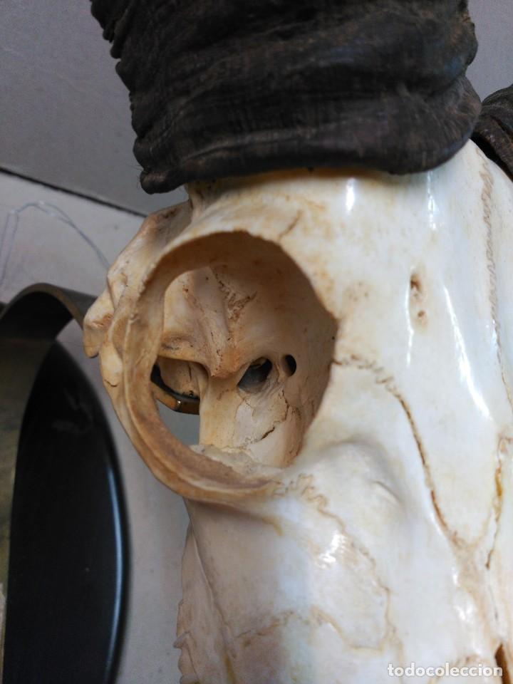 Antig&uuml;edades: CORNAMENTA DE MUFLON EN PEANA DE MADERA Y BRONCE - Foto 11
