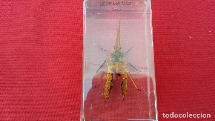 Antigüedades: insecto disecado - Foto 1 - 99288643