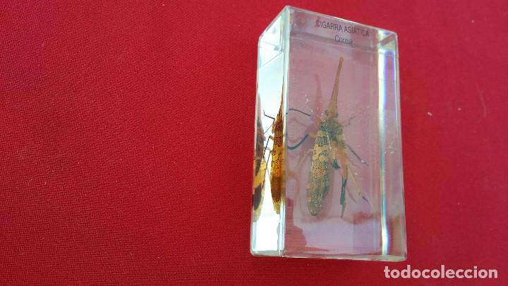 Antigüedades: insecto disecado - Foto 2 - 99288643