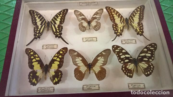Antig&uuml;edades: COLECCI&Oacute;N DE 12 MARIPOSAS. - Foto 1