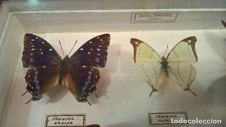 Antig&uuml;edades: COLECCI&Oacute;N DE 12 MARIPOSAS. - Foto 2