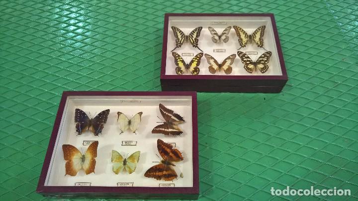 Antig&uuml;edades: COLECCI&Oacute;N DE 12 MARIPOSAS. - Foto 3