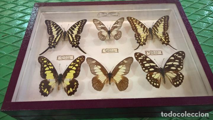 Antig&uuml;edades: COLECCI&Oacute;N DE 12 MARIPOSAS. - Foto 4