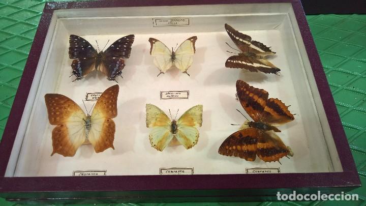 Antig&uuml;edades: COLECCI&Oacute;N DE 12 MARIPOSAS. - Foto 5