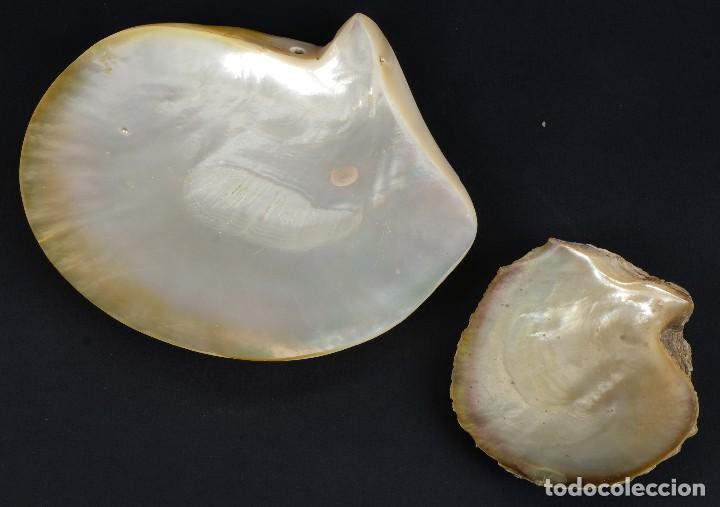 Antig&uuml;edades: 2 conchas de madreperla - Foto 1