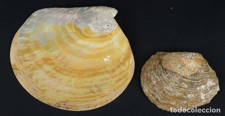 Antig&uuml;edades: 2 conchas de madreperla - Foto 2