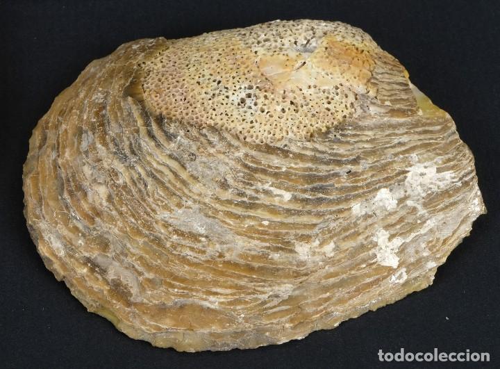Antig&uuml;edades: 2 conchas de madreperla - Foto 4