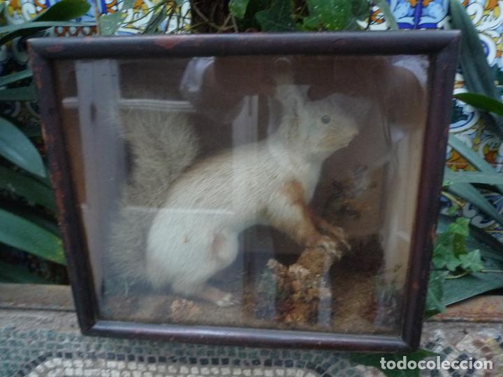 Antig&uuml;edades: Taxidermia, ardilla inglesa s. xix