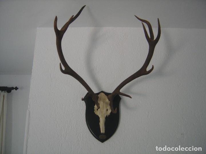 cuerna de ciervo - decoración rústica caza taxi - Buy Hunting trophies on  todocoleccion