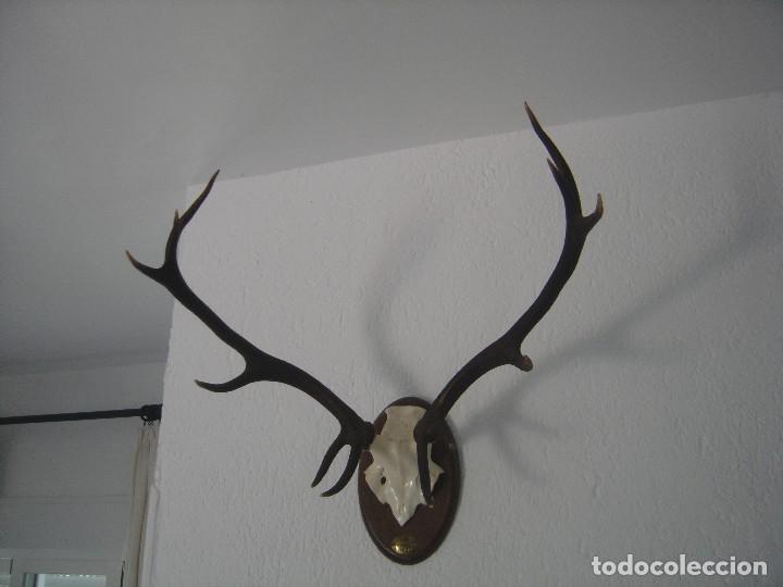 trofeo. ciervo-venado. 12 puntas. decoracion, r - Comprar Trofeos de ...
