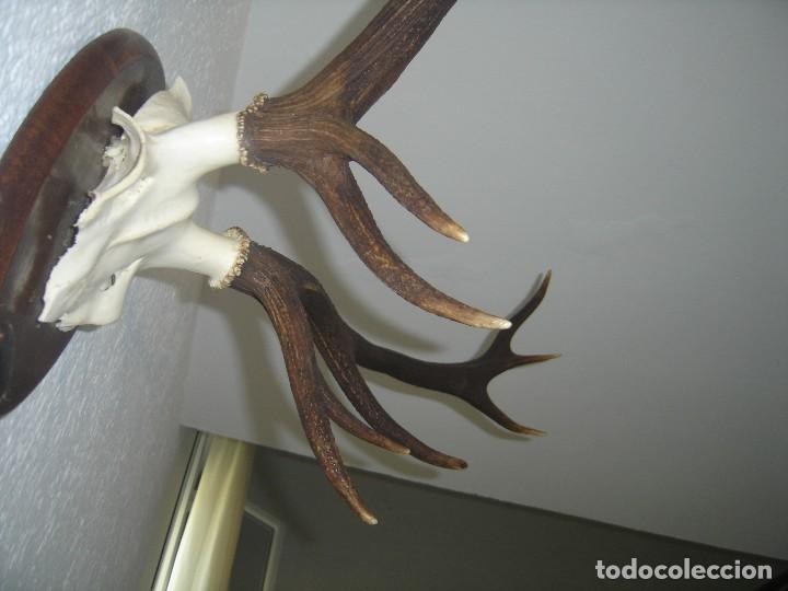 trofeo. ciervo-venado. 12 puntas. decoracion, r - Comprar Trofeos de ...