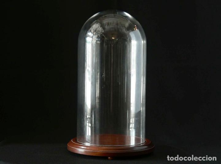 Antig&uuml;edades: FANAL VITRINA EXPOSITOR - Foto 1