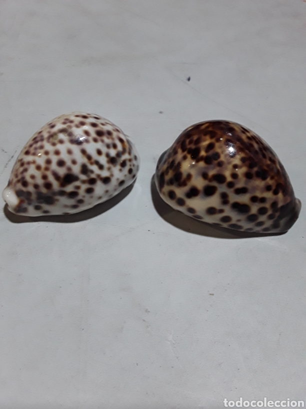 Antig&uuml;edades: Caracolas - Foto 1