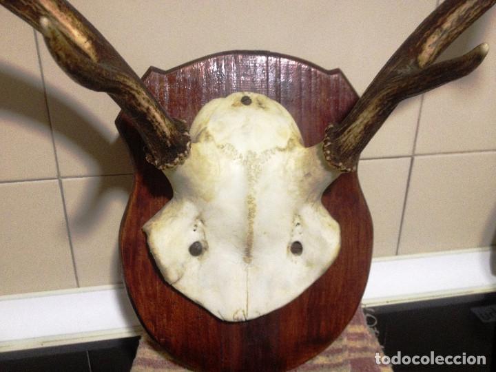 Antig&uuml;edades: Cuerna completa de ciervo o venado- - Foto 2