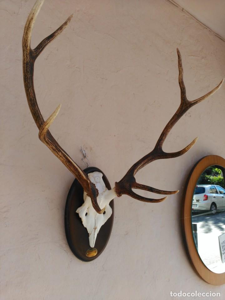 Antig&uuml;edades: TROFEO DE CAZA GUADALPERAL 1987 - Foto 7
