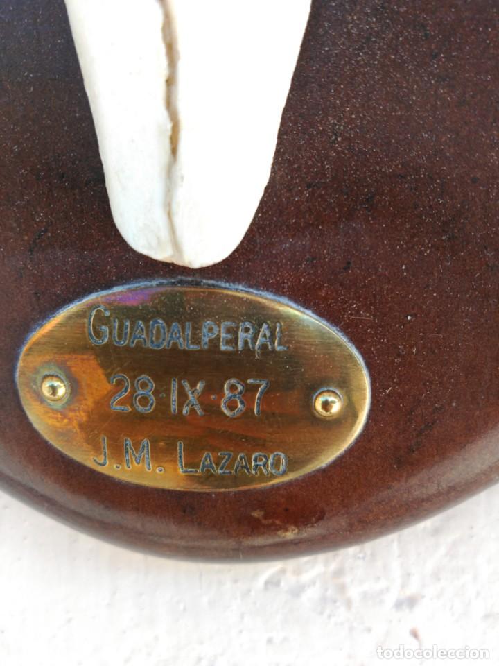 Antig&uuml;edades: TROFEO DE CAZA GUADALPERAL 1987 - Foto 8
