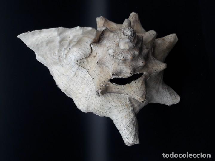Antig&uuml;edades: Caracola grande - Foto 3